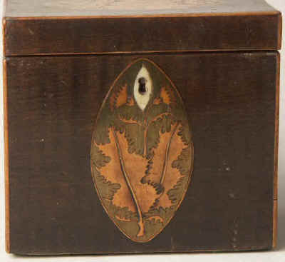 A single compartment harewood tea caddy edged with boxwood and inlaid with oval marquetry medallions depicting a conch shell to the top and holly leaves  to the front. Circa 1790.