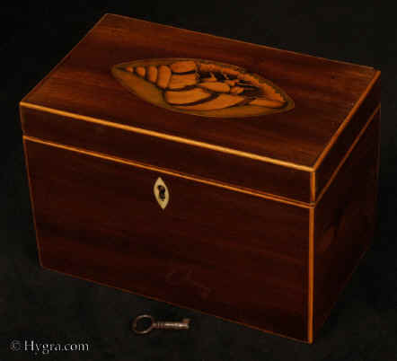 TC536: Late 18th Centaury mahogany two compartment tea caddy edged and faced  with boxwood and inlaid to the top with an oval marquetry medallion depicting   a conch shell  unusually occupied by a hermit-crab.   Circa 1790.  Enlarge Picture